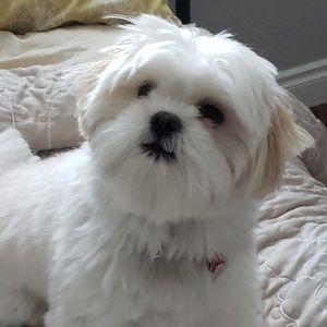 Meet your Posher, Maria